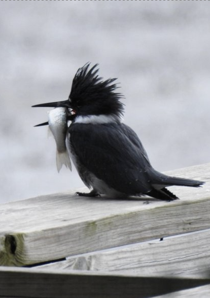 File:Screenshot 2025-09-03 at 7.23.26 PM.png