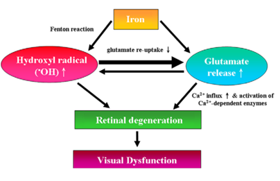 File:Siderosis pathophysiology.png
