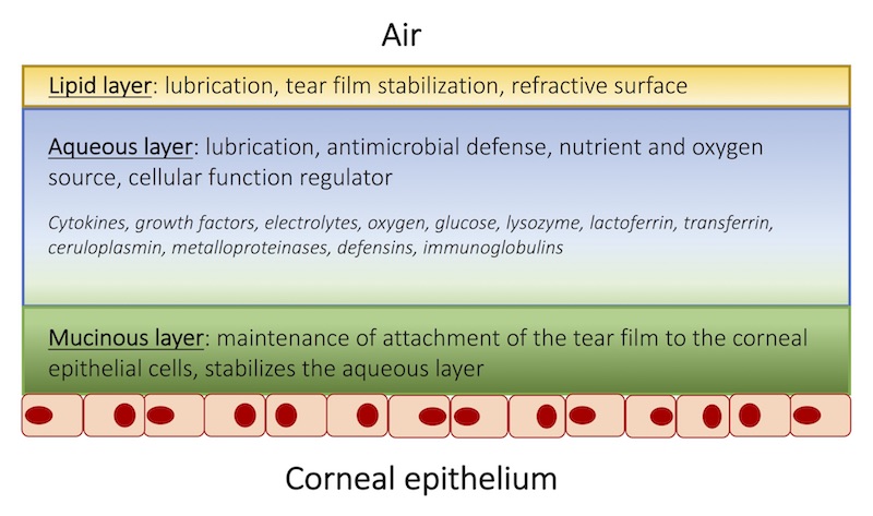 File:Tear film image.jpg