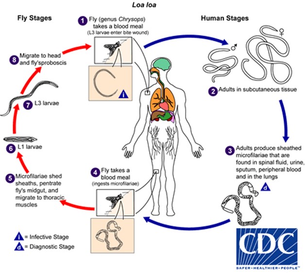 File:Loa loa life cycle.jpg