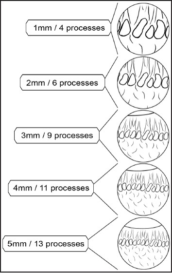 File:ECP.2mm.away.jpg