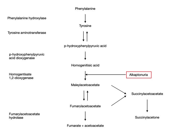 File:AKU metabolic.jpg