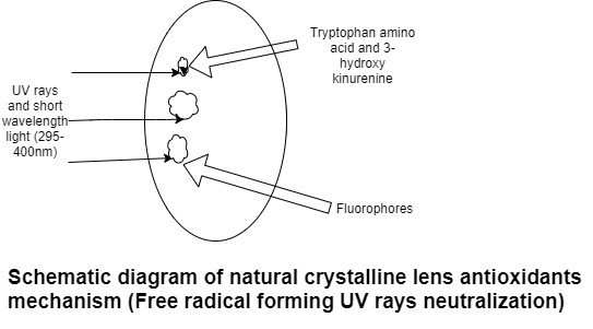 File:Antioxidants.jpg
