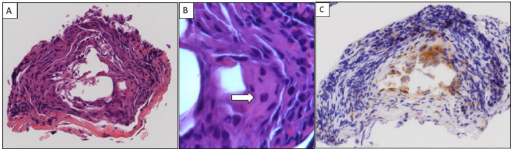 File:Histology.jpg