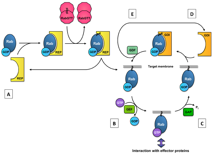 File:Choroideremia mechanism.png