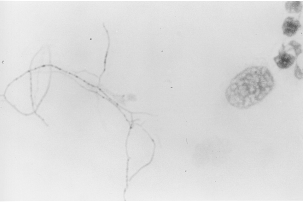 File:Screen Shot 2017-05-28 at 12.12.47 PM.png