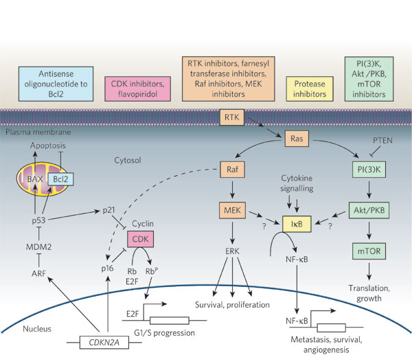 File:Melanoma drugs and their target pathways.jpeg