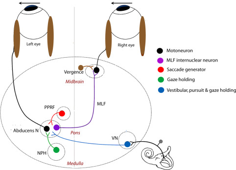 File:Motorneuron to eye.jpg