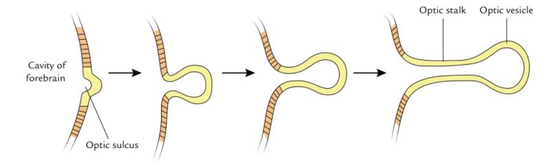 File:Optic stalk formation.jpg