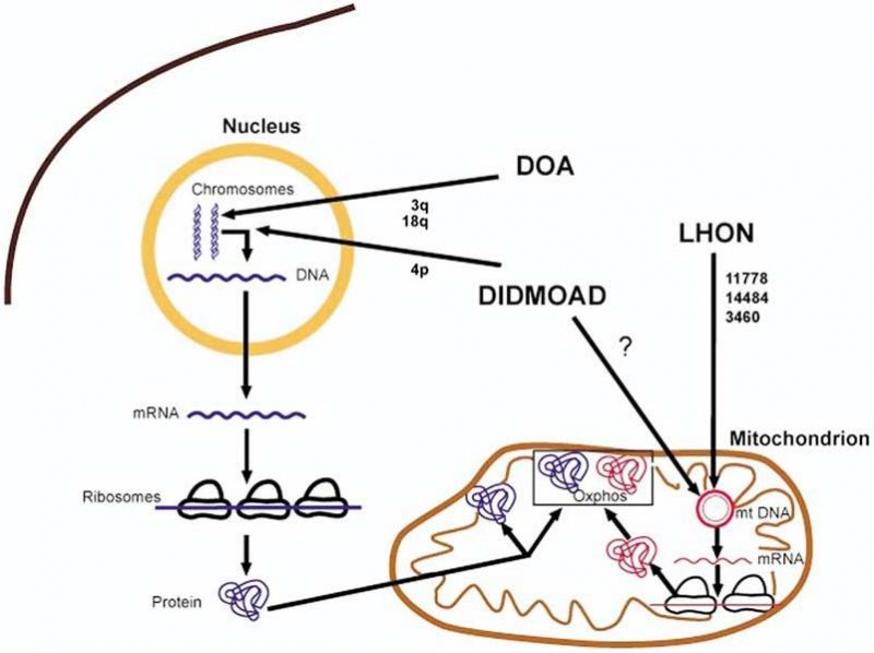 File:Mitochondrial ds.jpg