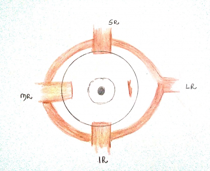 File:Y split LR to MR.jpeg