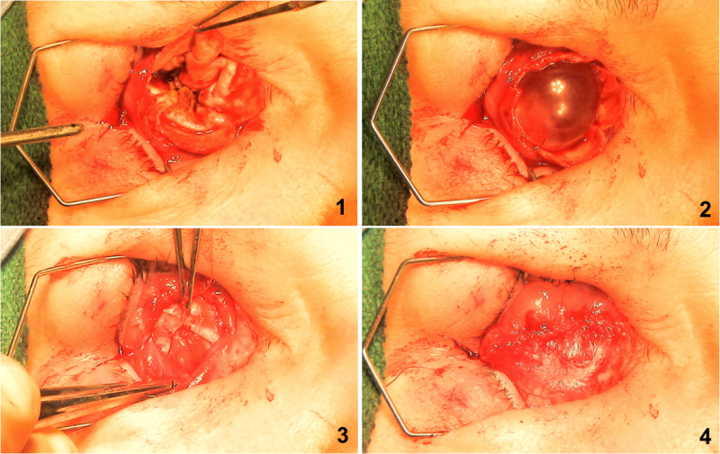 File:Evisceration Series 2.png