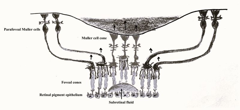 File:Muller cell cone.jpg