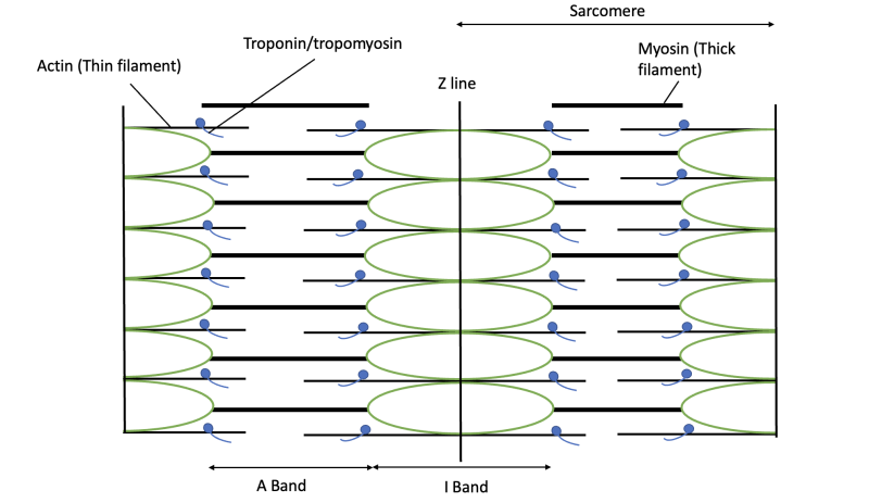 File:FIG10.png