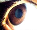 Thumbnail for version as of 13:19, May 5, 2023