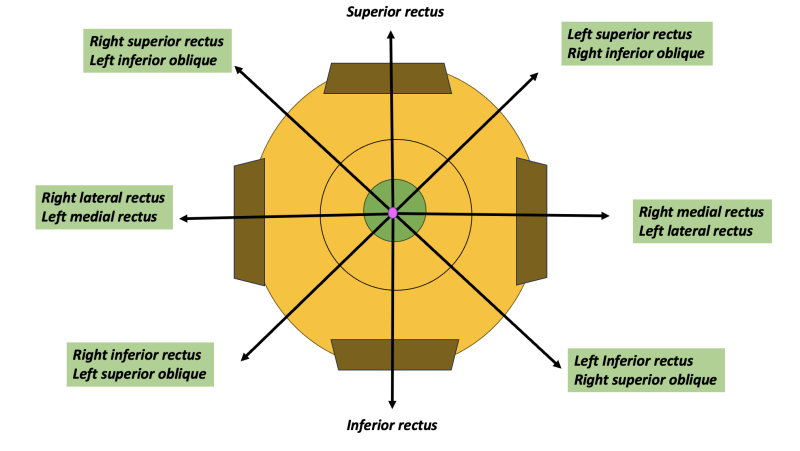 File:FIG7.png