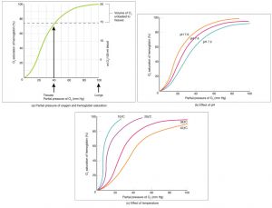 Oxygen-hemoglobin Dissociation-1024x782.jpeg
