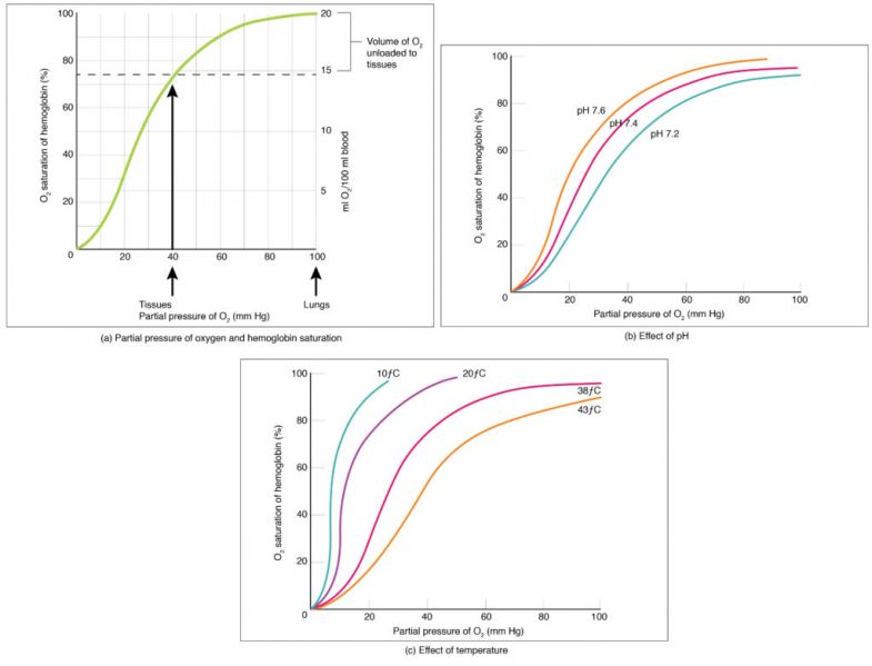 File:Oxygen-hemoglobin Dissociation-1024x782.jpeg