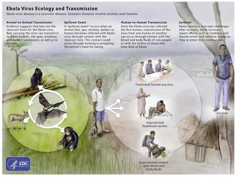 File:Ebola ecology 800px.jpg