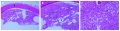 Thumbnail for version as of 21:40, January 13, 2013