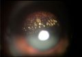 Thumbnail for version as of 08:52, May 8, 2023