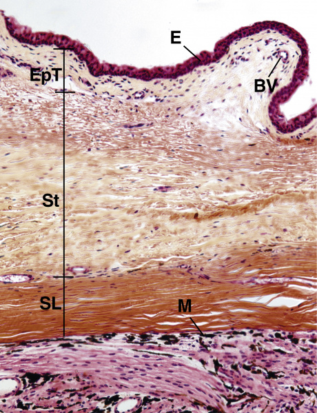 File:Sclera gartner.jpg