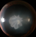 Thumbnail for version as of 05:15, April 7, 2019