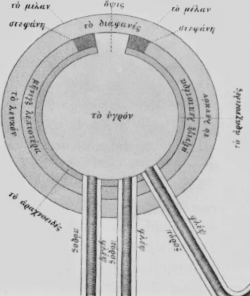 File:Eye Anatomy (Hippocrates & Aristotle).png