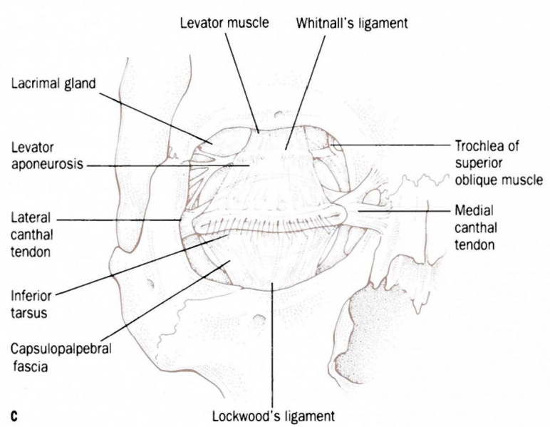 File:Ligaments of the orbit.jpg