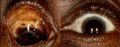 Thumbnail for version as of 15:38, May 5, 2023