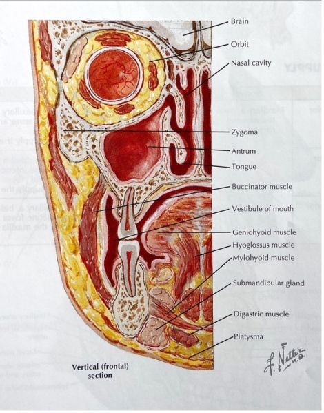 File:Maxillary Sinus.jpg