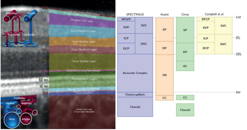 File:OCT scan and retinal layers.png