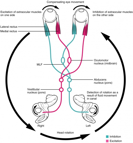 File:Vestibulo-ocular reflex.jpg