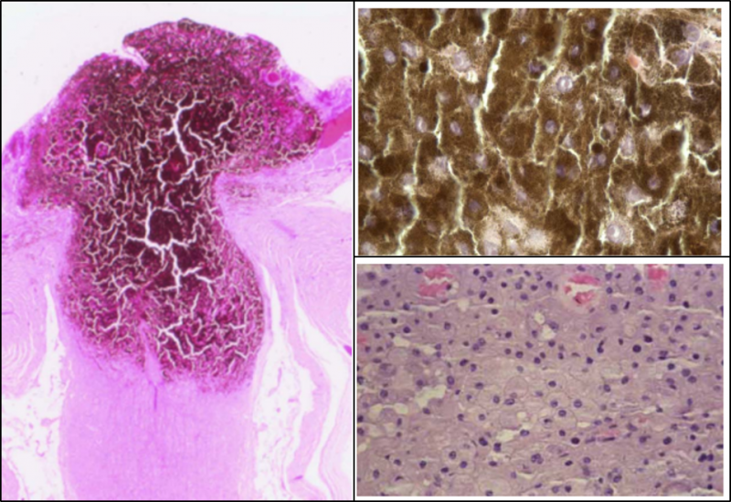 File:Histo 3.png