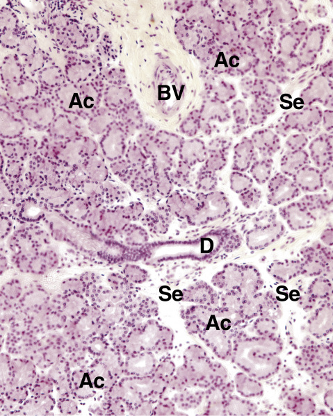 File:Lacrimal gland gartner.jpg