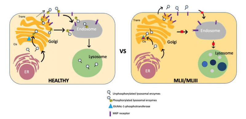 File:Pathophysiology of Mucolipidoses.png