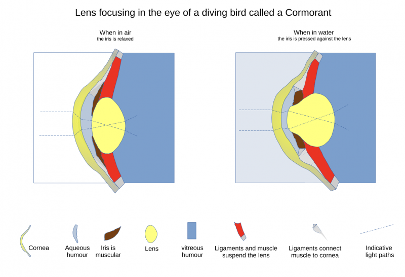 File:Diving bird lens accommodation.png