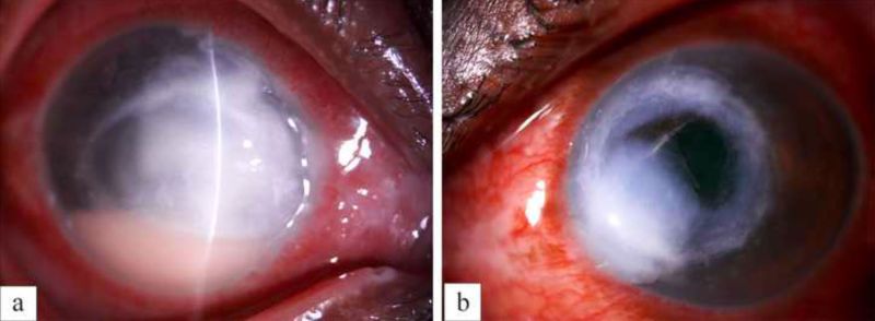 File:FIG 1 REV.jpg