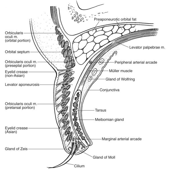 File:AA0 53917 (1).jpg