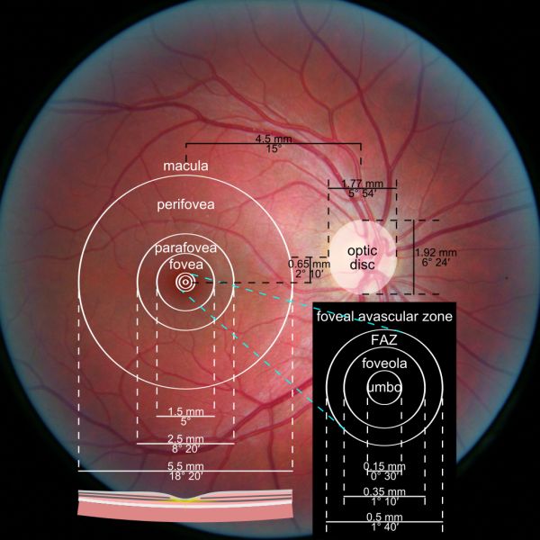 File:Foveola-Fovea-centralis-Parafovea-Perifovea.png