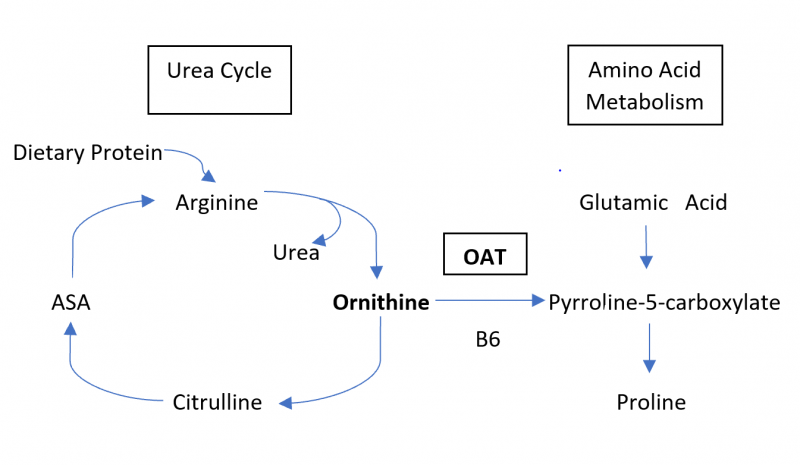 File:Gyrateatrophymetabolism1.png
