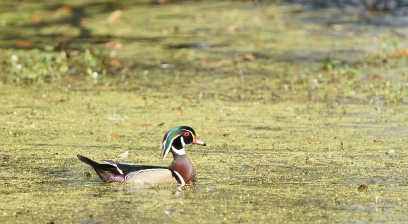 File:Screenshot 2025-09-09 at 9.06.41 PM.png