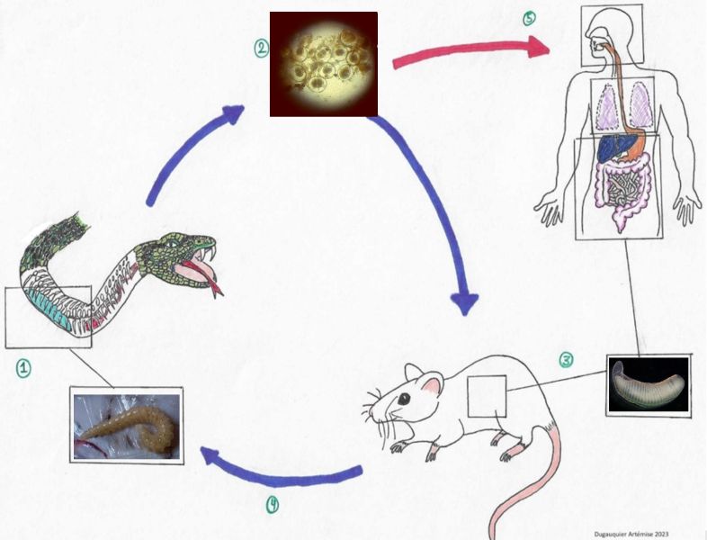 File:Fig 2. Pentastoma life cycle.jpg