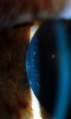 Thumbnail for version as of 21:01, June 20, 2010