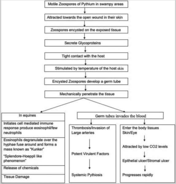 File:Pathogenesis PIK.png