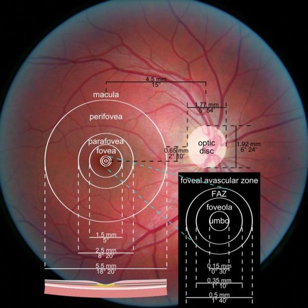 File:Figure 1- Diagram of Retina.jpg