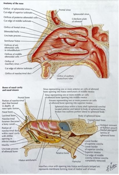 File:Ethmoid Sinus.jpg