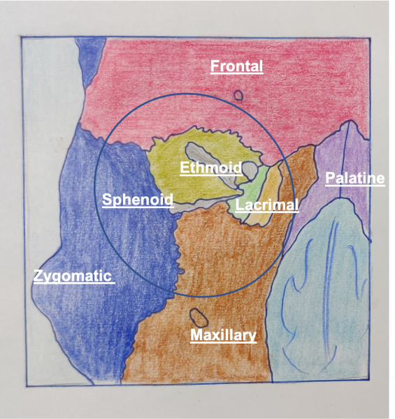 File:Bones of orbit.png