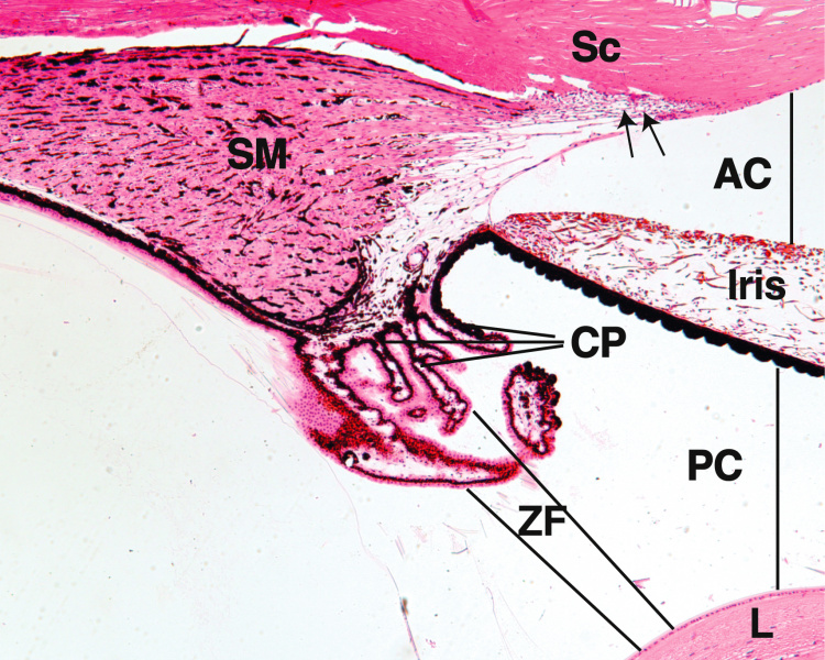 File:Ciliary body Gartner.jpg