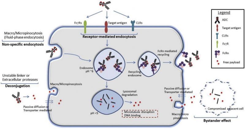 File:Mechanism of ADC-mediated damage.jpg